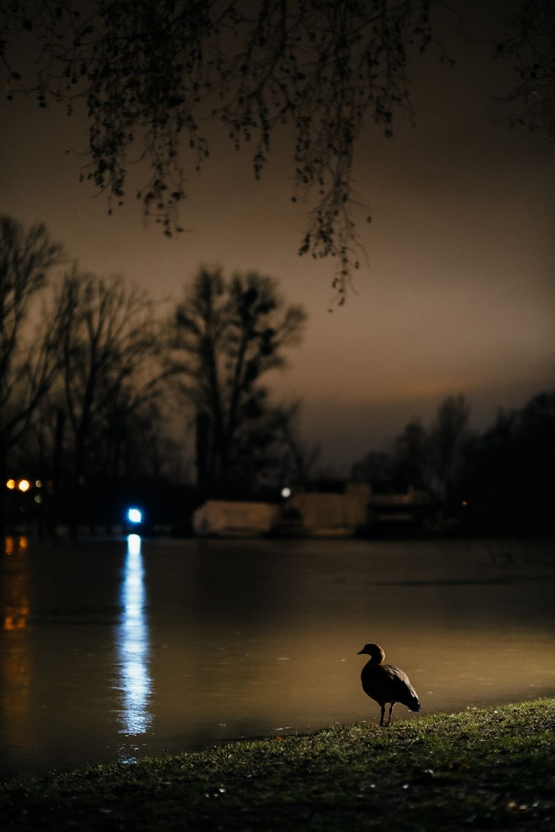 Hochwasser Ente